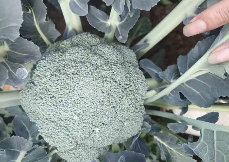 西兰花产地直发现货一手货源基地直供量大从优