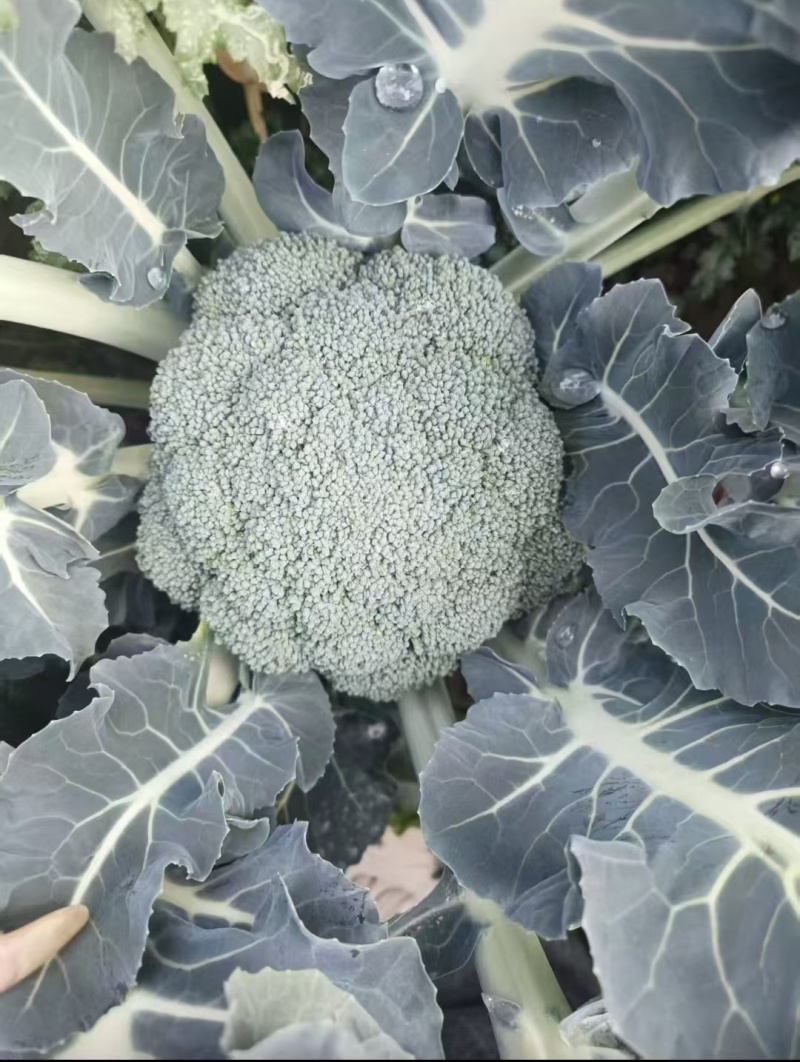 西兰花产地直发现货一手货源基地直供量大从优