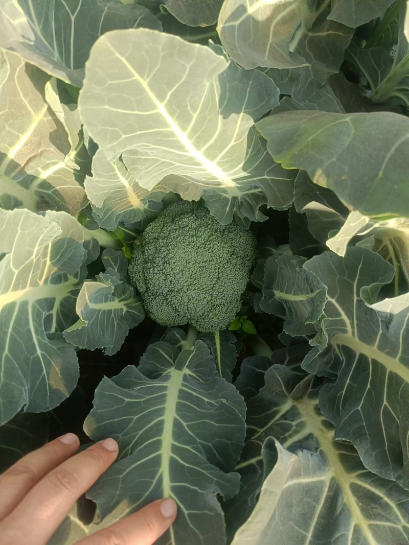 西兰花产地直发现货一手货源基地直供量大从优