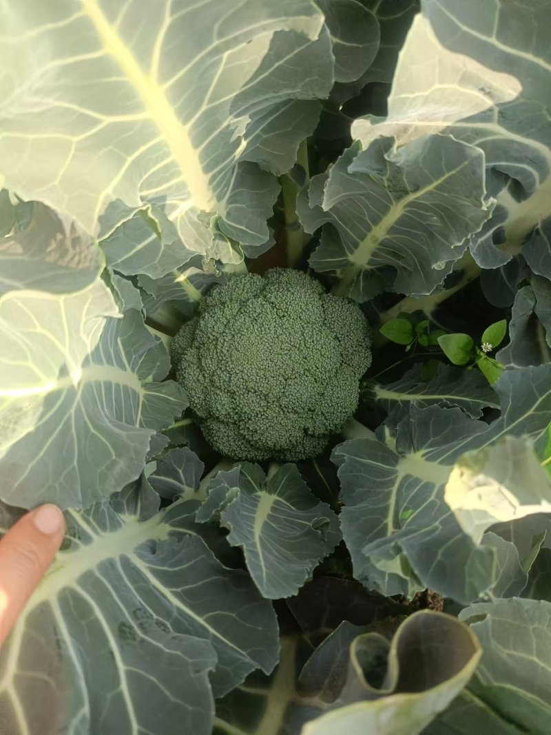 西兰花产地直发现货一手货源基地直供量大从优