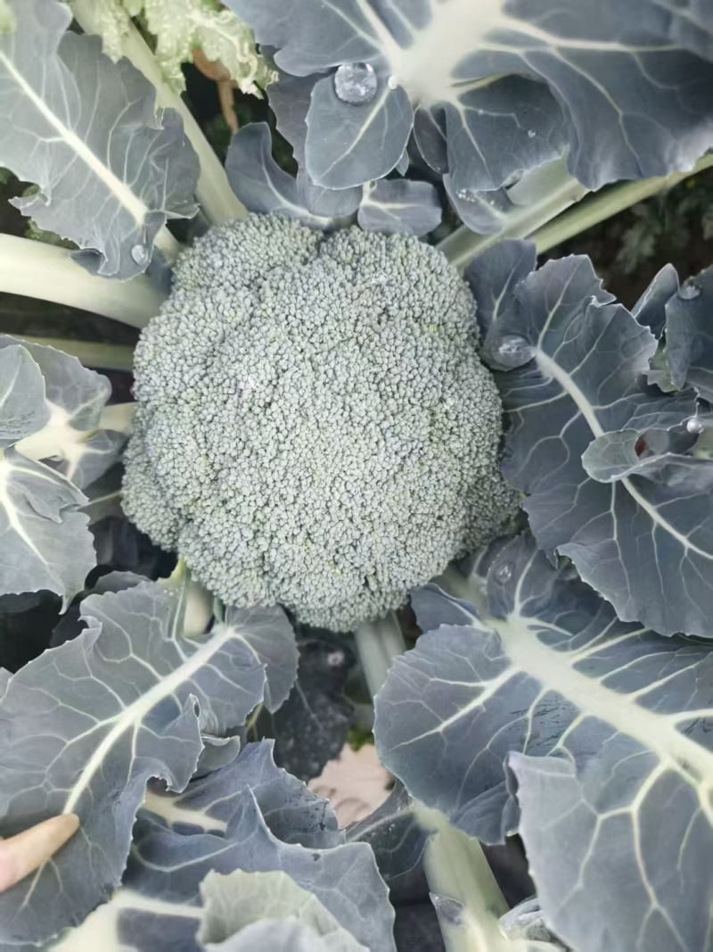 西兰花产地直发现货一手货源基地直供量大从优