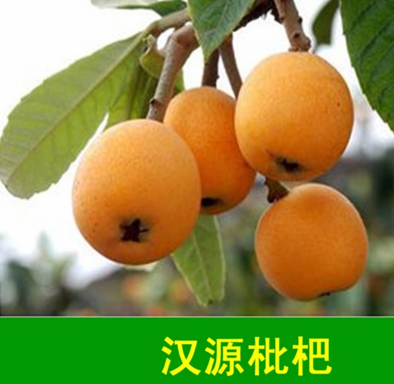 汉源大五星枇杷大量供应，新鲜采摘，量大从优欢迎咨