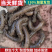 鲜活黑蚯蚓钓黄鳝青蚯蚓特大臭蚯蚓地龙活体蚯蚓野钓钓鱼鱼饵