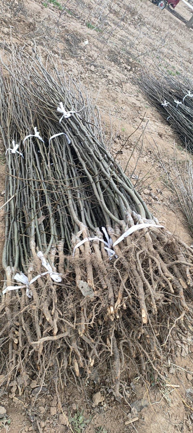 梨树，山农酥