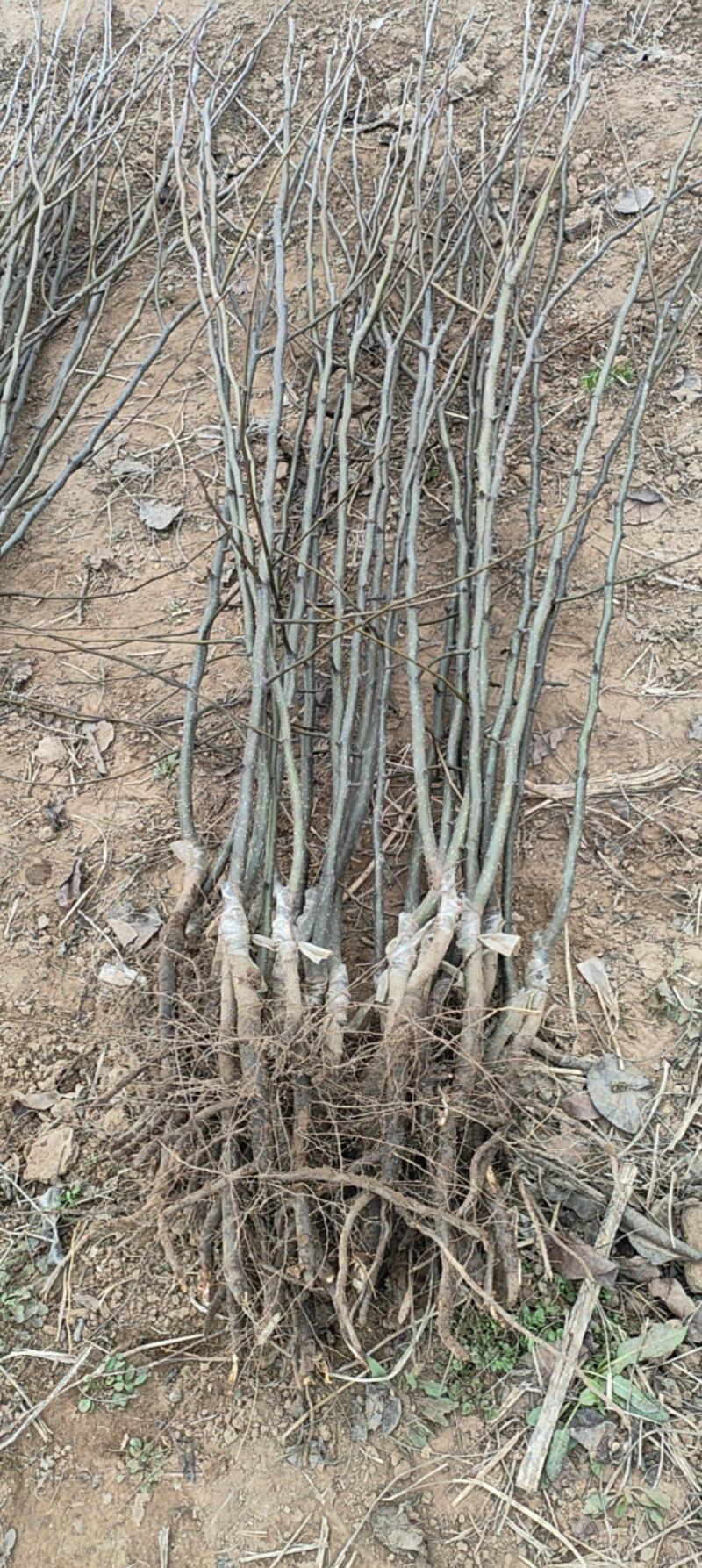 梨树，山农酥