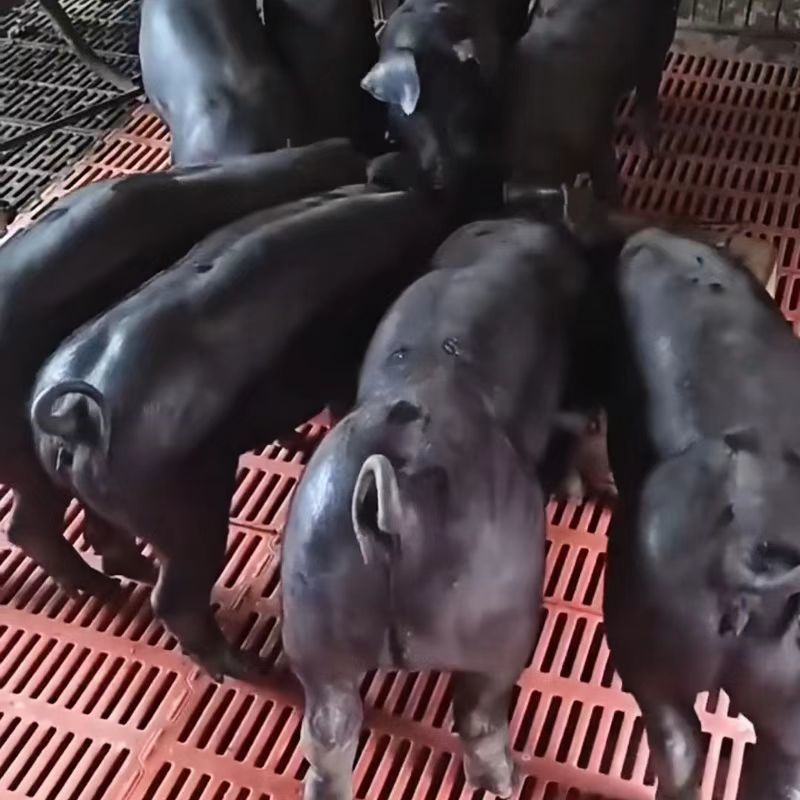 山东黑仔猪大量供应，防疫严格，防疫严到位，好饲养长势快