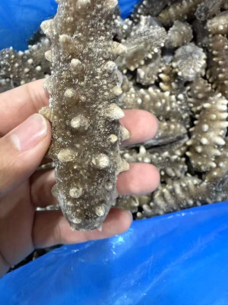 即食海参/冷冻装加热即食/即食海参，山东海参辽刺参包邮