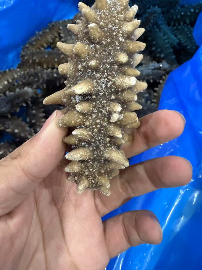 即食海参/冷冻装加热即食/即食海参，山东海参辽刺参包邮