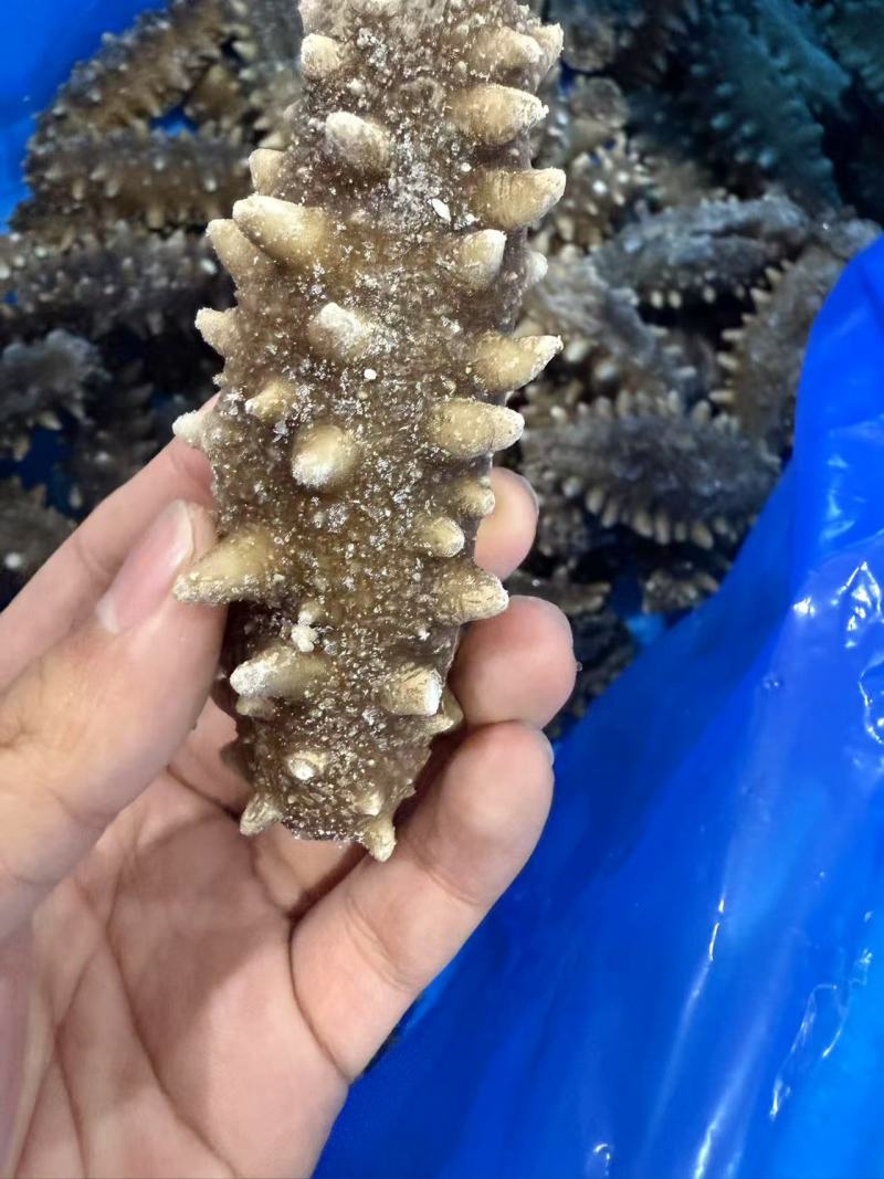 即食海参/冷冻装加热即食/即食海参，山东海参辽刺参包邮