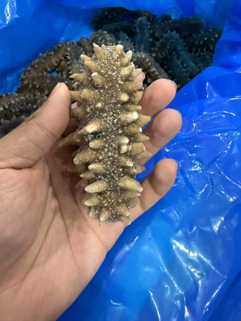 即食海参/冷冻装加热即食/即食海参，山东海参辽刺参包邮