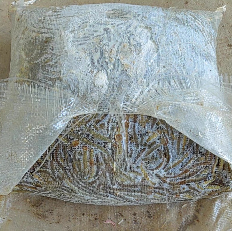 湖北速冻活体青蚯蚓钓黄鳝特大冰蚯蚓养殖黄鳝开口饵料
