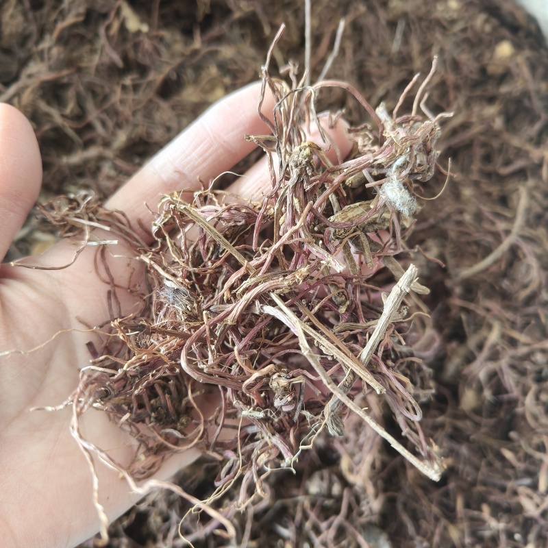 紫苑价格优惠祥泰药材栈中药材批发零售实物拍摄量多从优