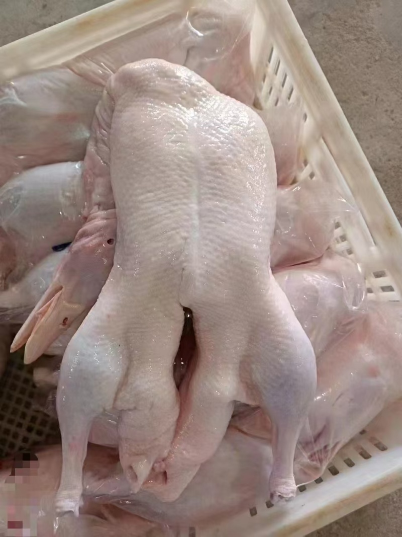 二级大白条鸭