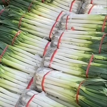 大葱，长白大葱，对接电商，市场，商超，一手货源