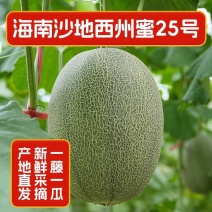 《精品推荐》海南哈密瓜/晓蜜25/产地直发/全国批发