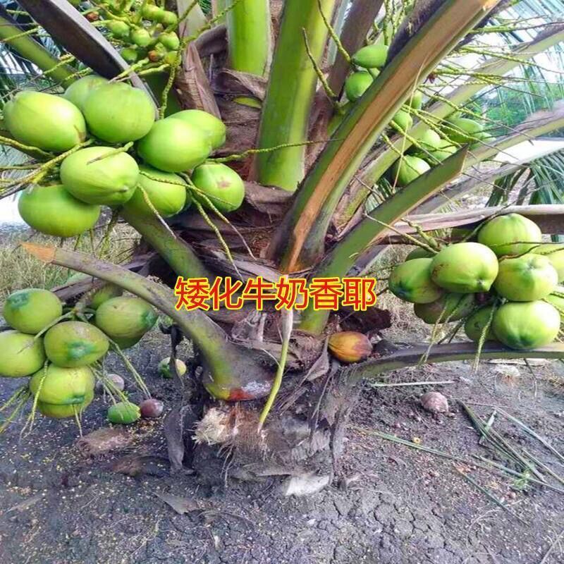 新品泰国牛奶香椰子树苗奶香味矮化阳台盆栽地栽庭院种植风景