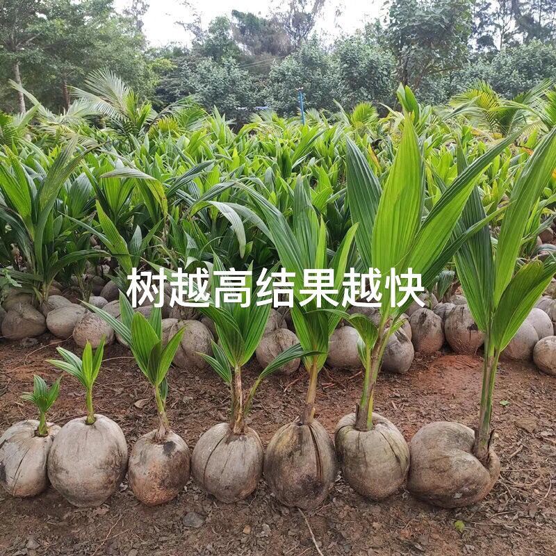 新品泰国牛奶香椰子树苗奶香味矮化阳台盆栽地栽庭院种植风景