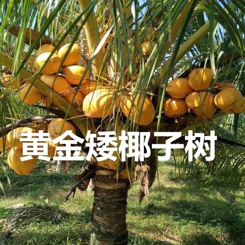 新品泰国牛奶香椰子树苗奶香味矮化阳台盆栽地栽庭院种植风景