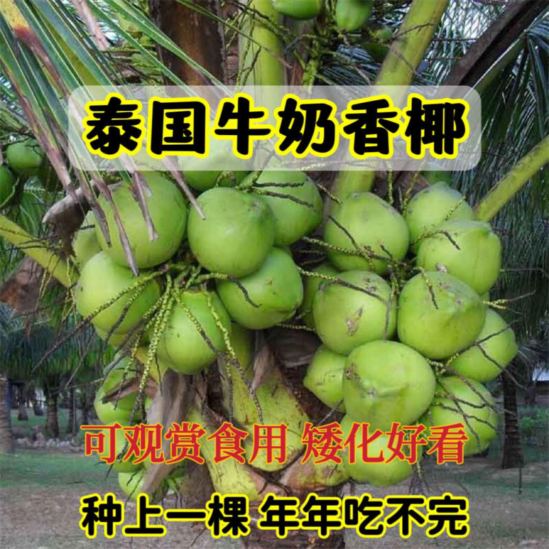新品泰国牛奶香椰子树苗奶香味矮化阳台盆栽地栽庭院种植风景