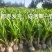 新品泰国牛奶香椰子树苗奶香味矮化阳台盆栽地栽庭院种植风景