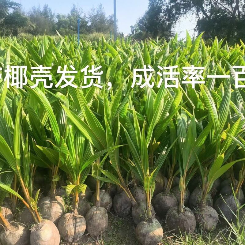 新品泰国牛奶香椰子树苗奶香味矮化阳台盆栽地栽庭院种植风景