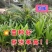新品泰国牛奶香椰子树苗奶香味矮化阳台盆栽地栽庭院种植风景