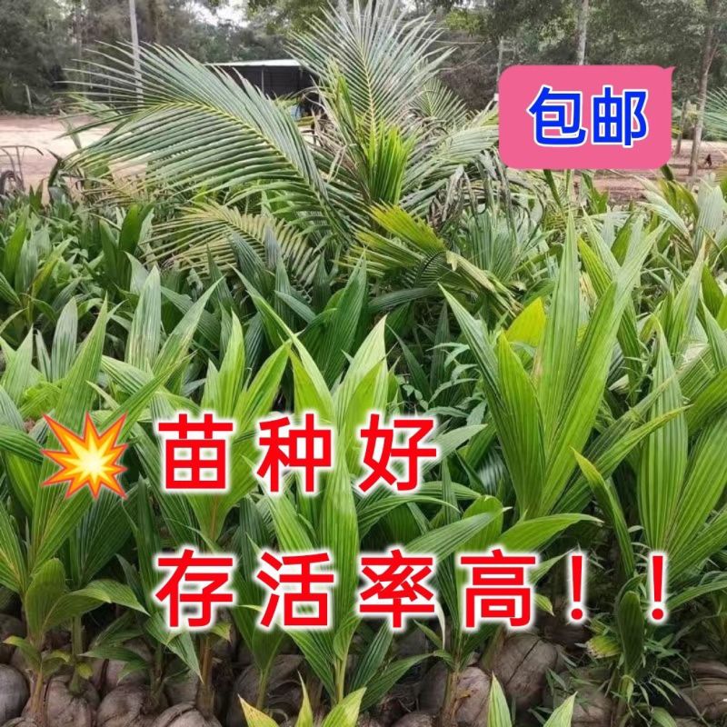 新品泰国牛奶香椰子树苗奶香味矮化阳台盆栽地栽庭院种植风景
