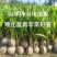 新品泰国牛奶香椰子树苗奶香味矮化阳台盆栽地栽庭院种植风景