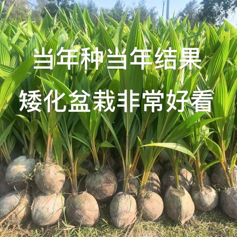 新品泰国牛奶香椰子树苗奶香味矮化阳台盆栽地栽庭院种植风景
