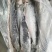 冷冻三文鱼，5-6，6-7，7-8全规格长期供应