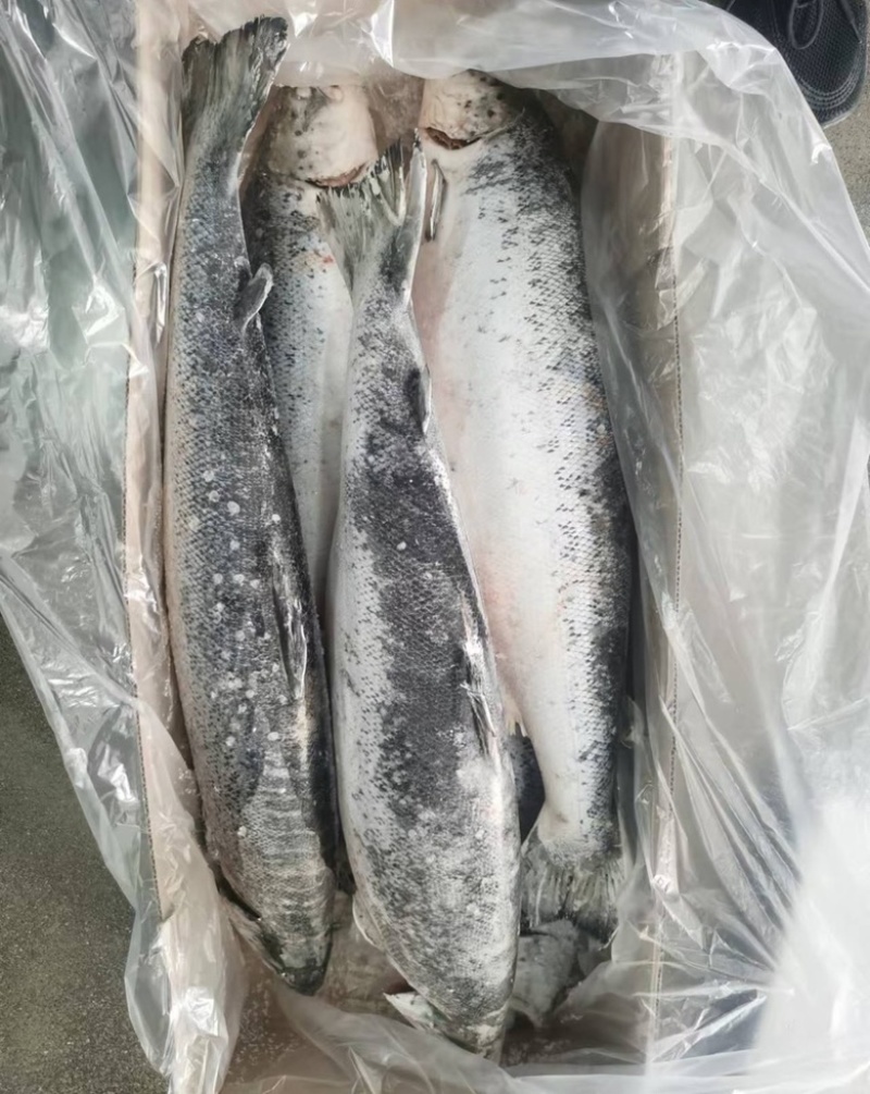 冷冻三文鱼，5-6，6-7，7-8全规格长期供应