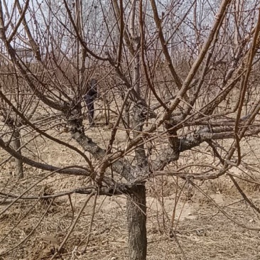 杏树，大量供应精品杏树，一级杏树。土球，裸根均可操作。