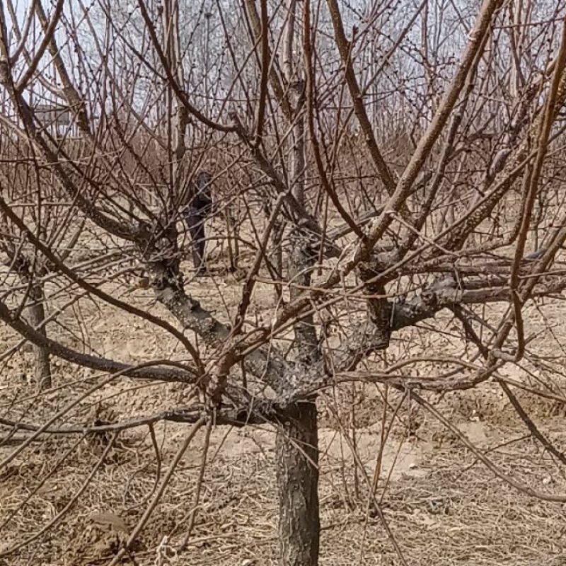 杏树，大量供应精品杏树，一级杏树。土球，裸根均可操作。