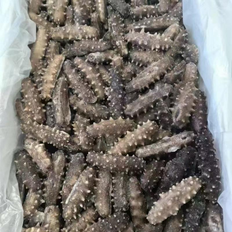 大连刺参速冻海参即食海参20头厂家直发一件代发