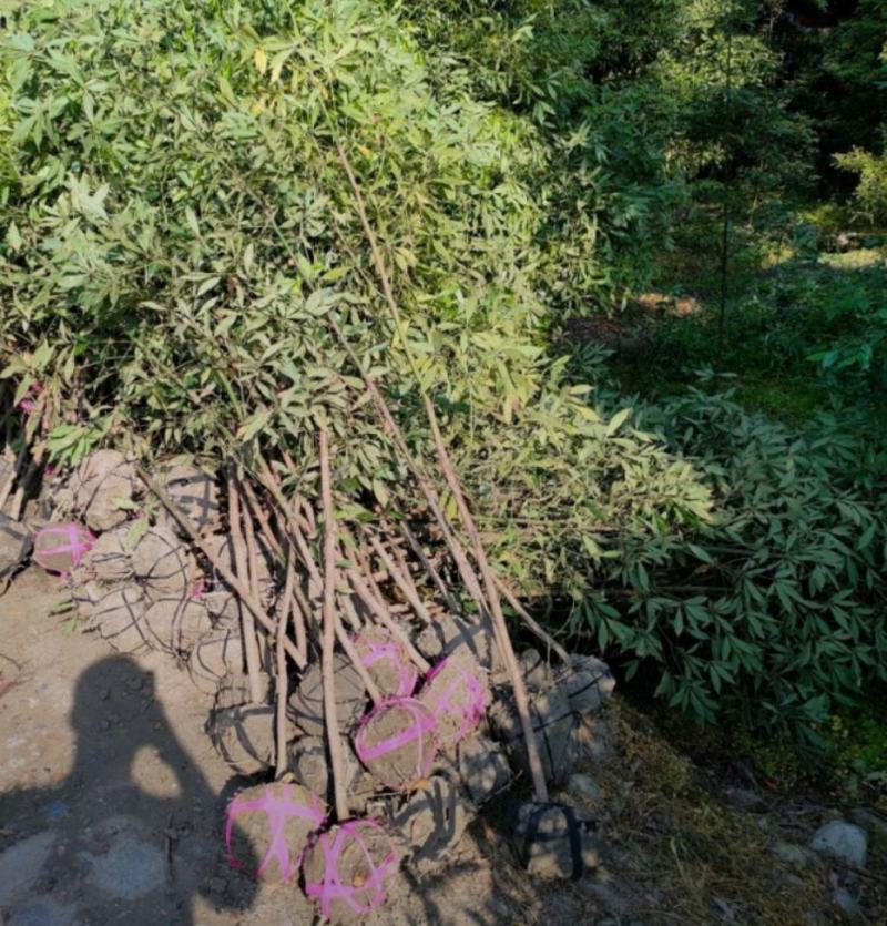 桢楠批发3—10