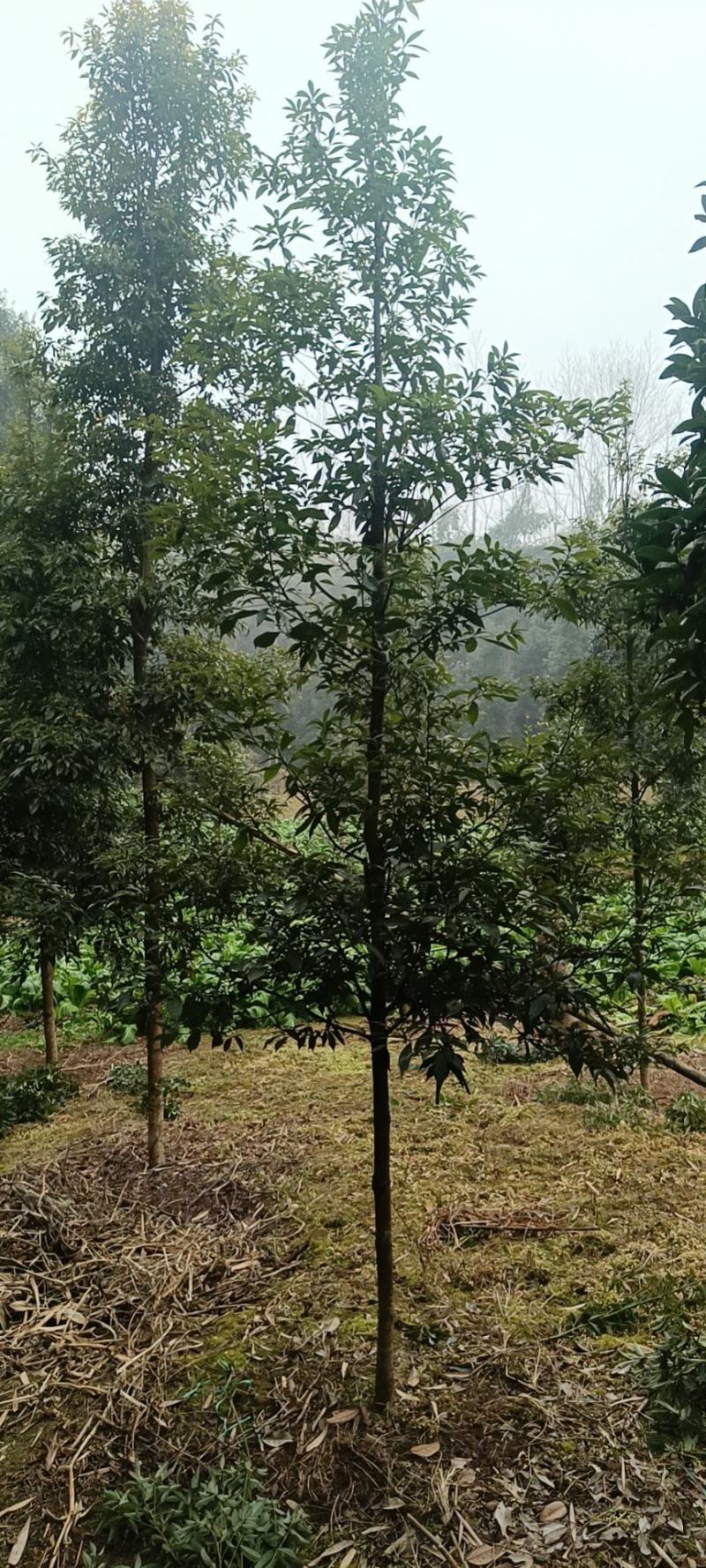 桢楠批发3—10