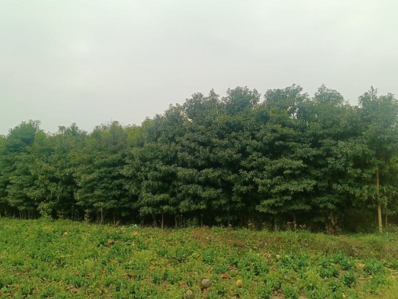 桢楠批发3—10
