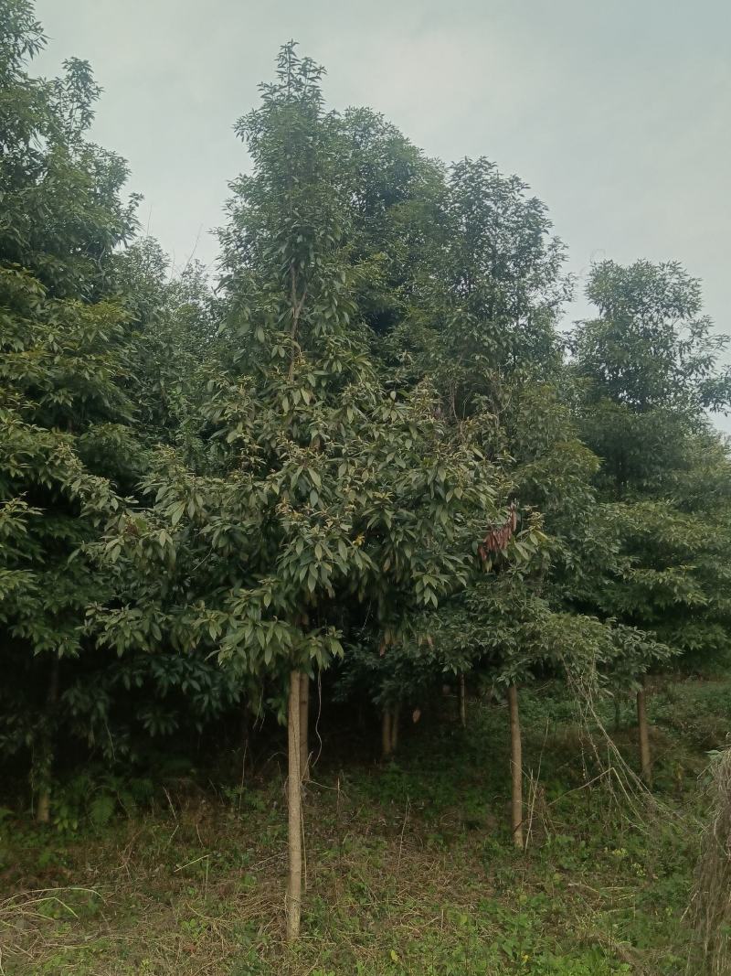 桢楠批发3—10
