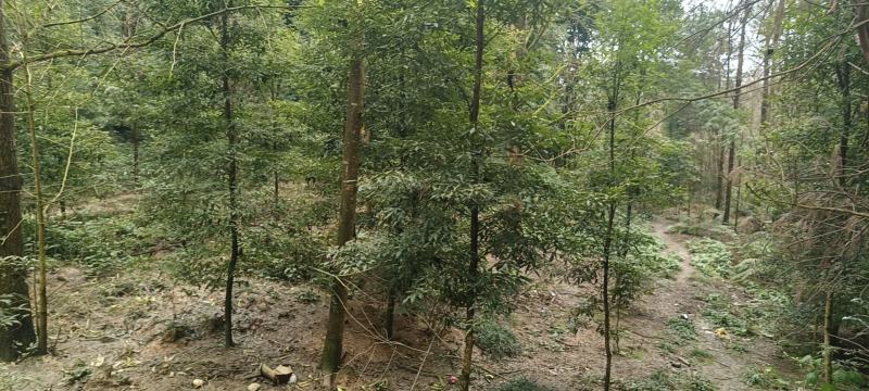 桢楠批发3—10