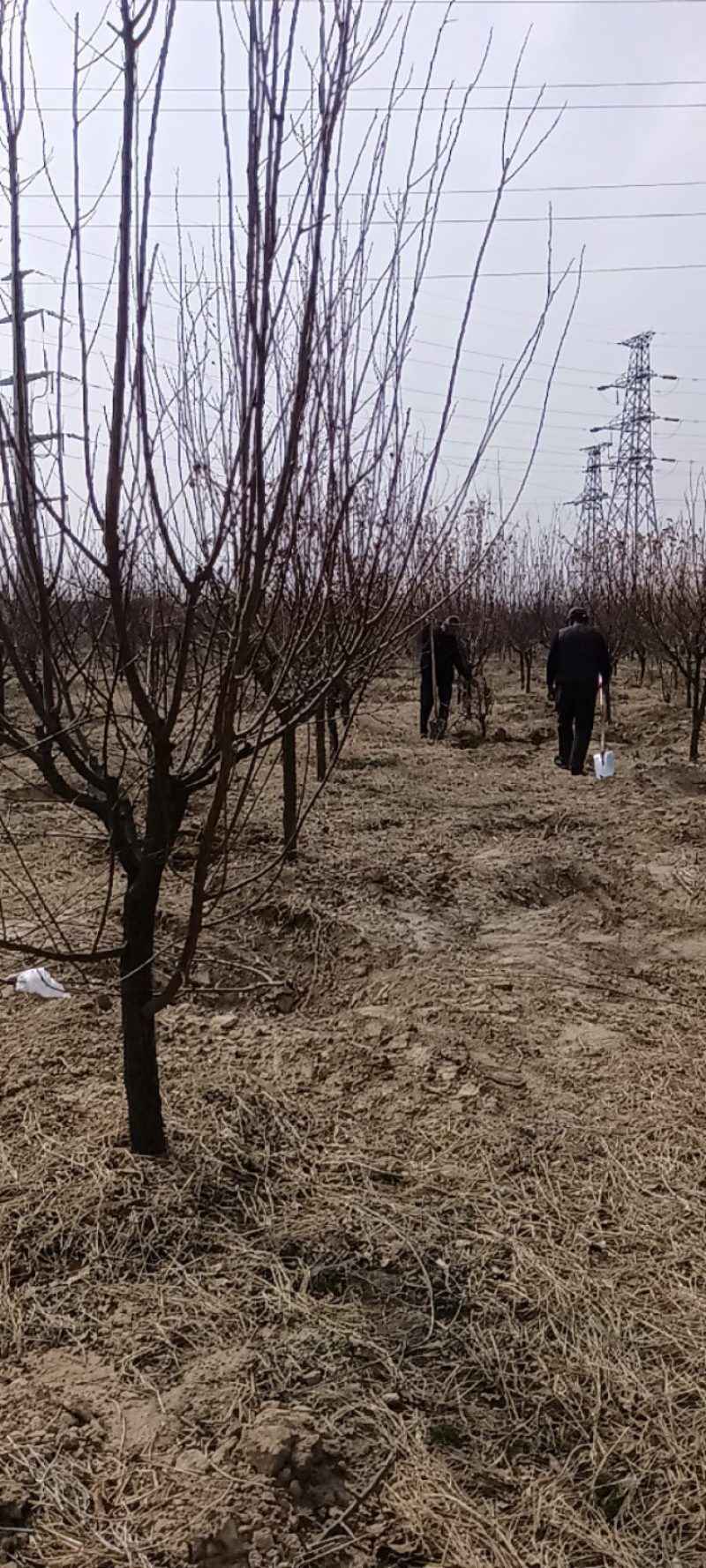 杏树，大量供应精品杏树，一级杏树。土球，裸根均可操作。