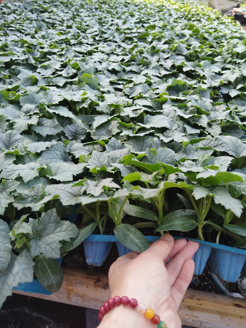 丝瓜苗耐热好管理耐高温油皮丝瓜肉丝瓜肉厚口感好成活顺直高