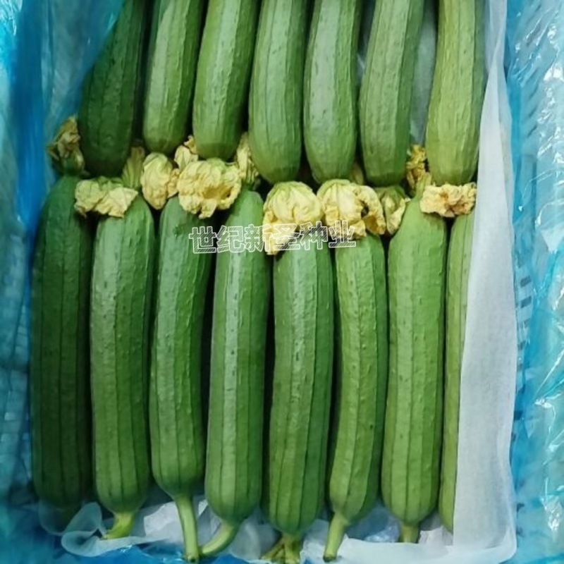 丝瓜苗耐热好管理耐高温油皮丝瓜肉丝瓜肉厚口感好成活顺直高