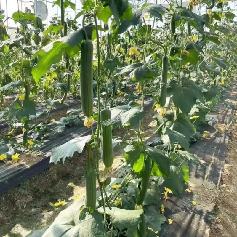 丝瓜苗耐热好管理耐高温油皮丝瓜肉丝瓜肉厚口感好成活顺直高