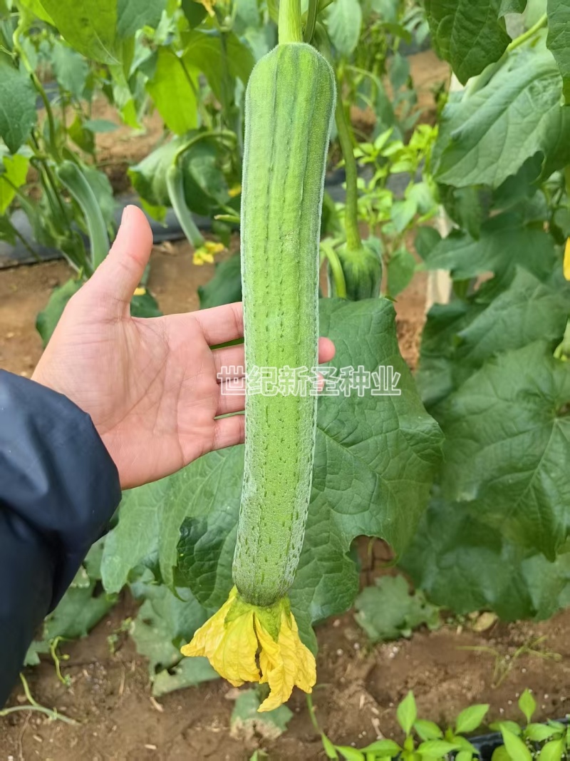 丝瓜苗耐热好管理耐高温油皮丝瓜肉丝瓜肉厚口感好成活顺直高