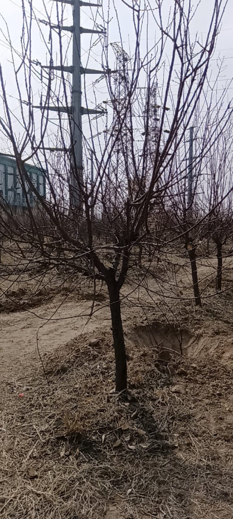 杏树，大量供应精品杏树，一级杏树。土球，裸根均可操作。