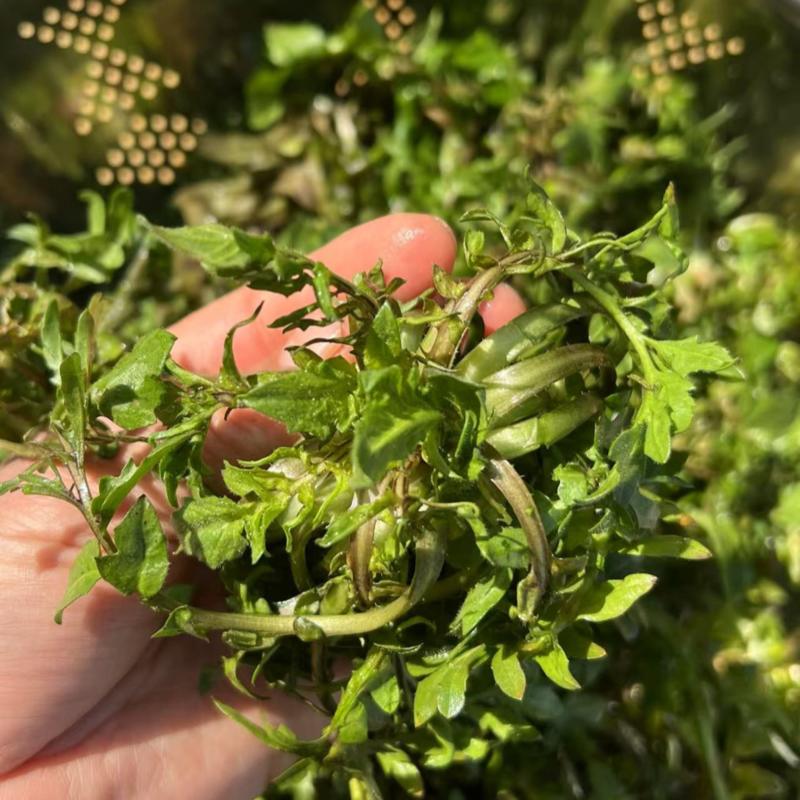 陕西野生荠荠菜