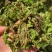 陕西野生荠荠菜