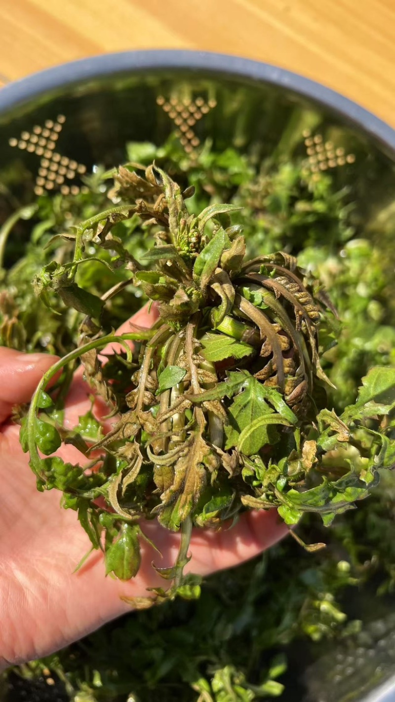 陕西野生荠荠菜