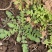 陕西野生荠荠菜