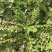 陕西野生荠荠菜